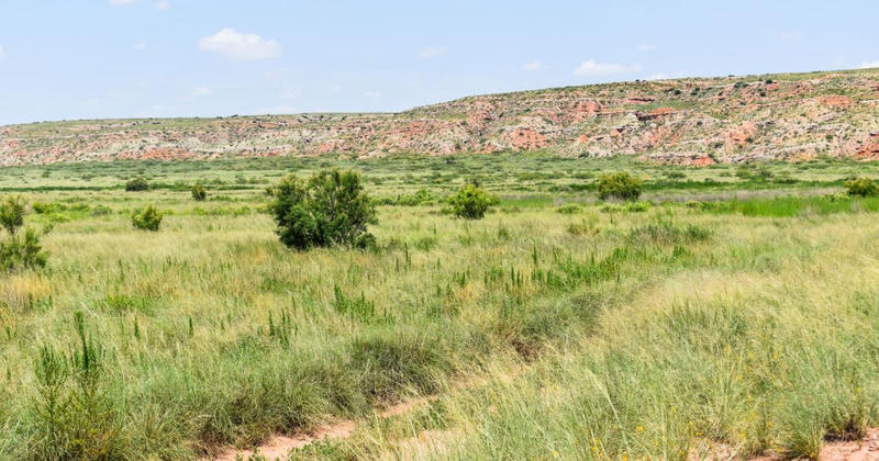 BLM Roswell Field Office Invites Public to Disc Golf Tournament